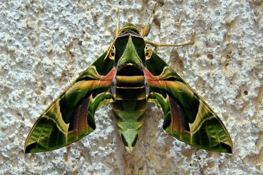 Бабочка олеандровый Бражник