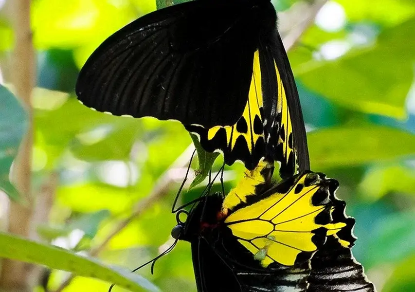 Бабочка омурасаки