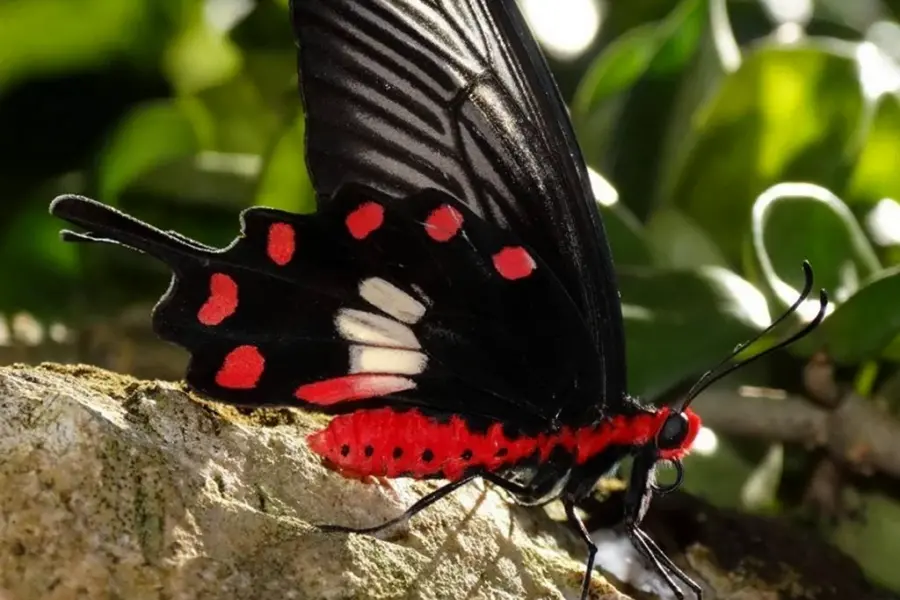 Бабочка парусник Коцебу