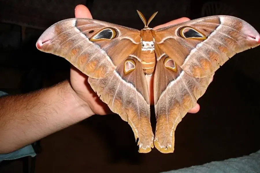Бабочка Павлиноглазка Геркулес