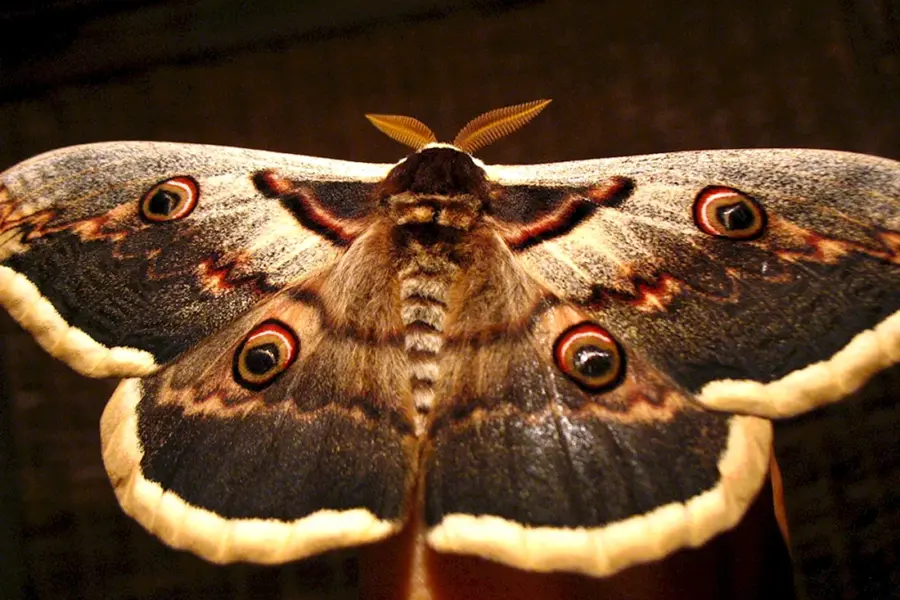 Бабочка Сатурния Павлиноглазка