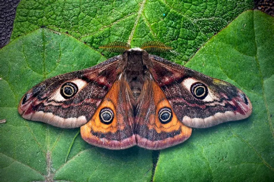 Бабочка Сатурния Павлиноглазка