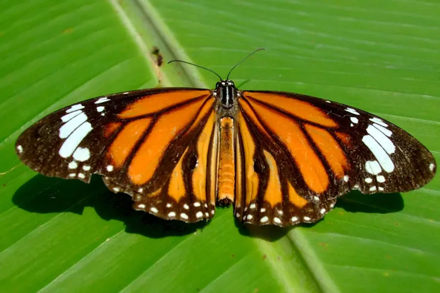 Бабочка Сильвия тигровая