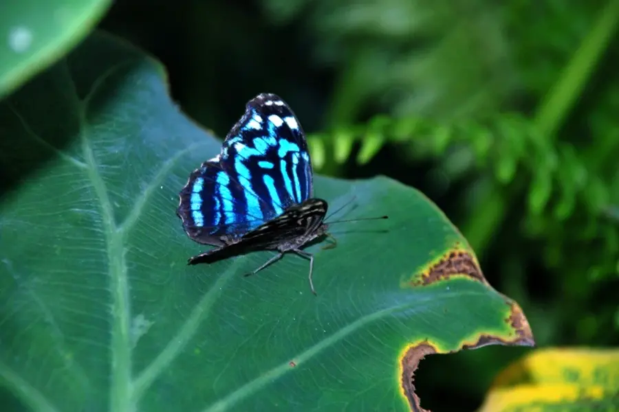 Бабочка синяя с пятнышками