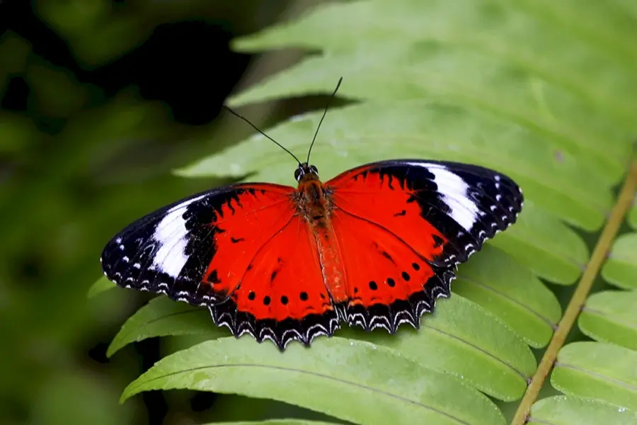Бабочка Цетозия Австралия