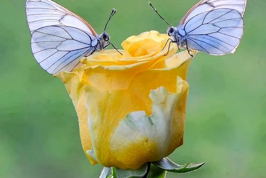 Бабочка желто голубая