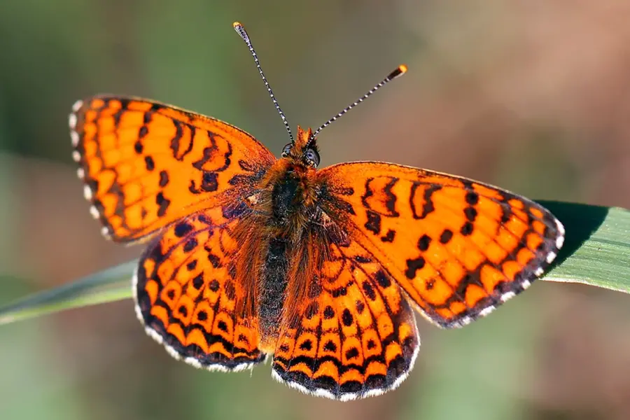 Бабочки Южного Урала