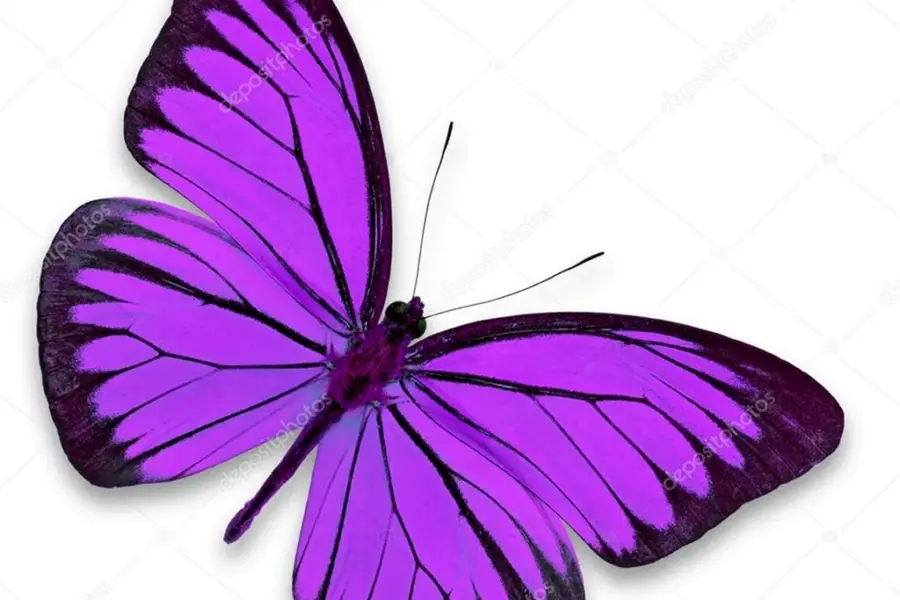 Бабочки розово-сиреневые для печати