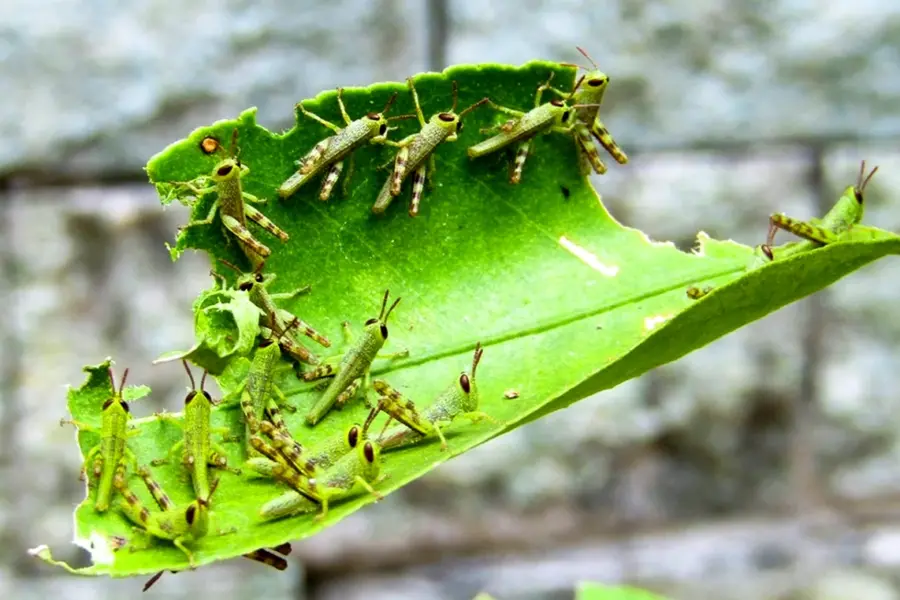Baby Locusts