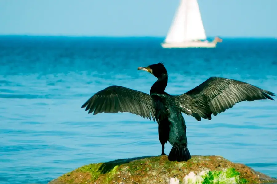 Баклан птица Балтийское море