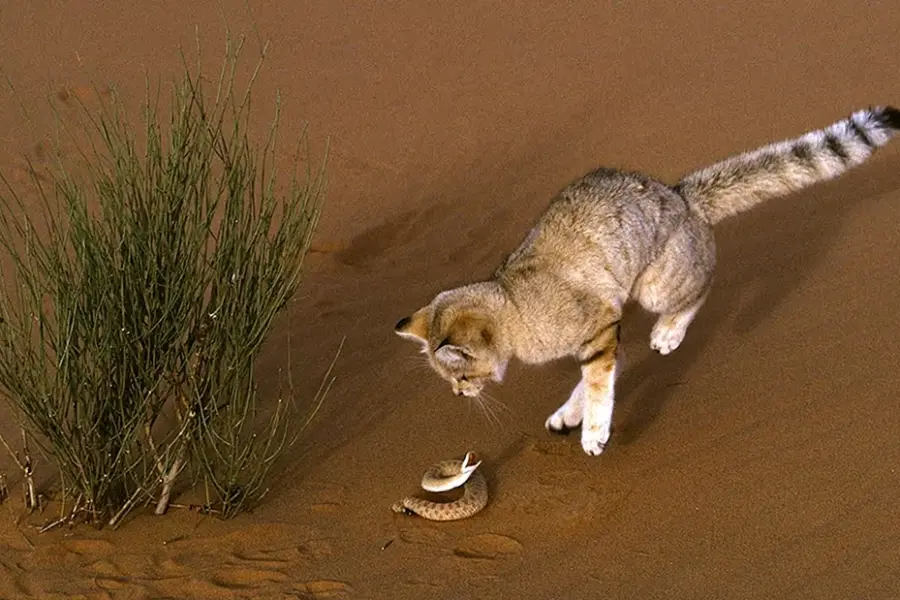 Барханный кот в пустыне