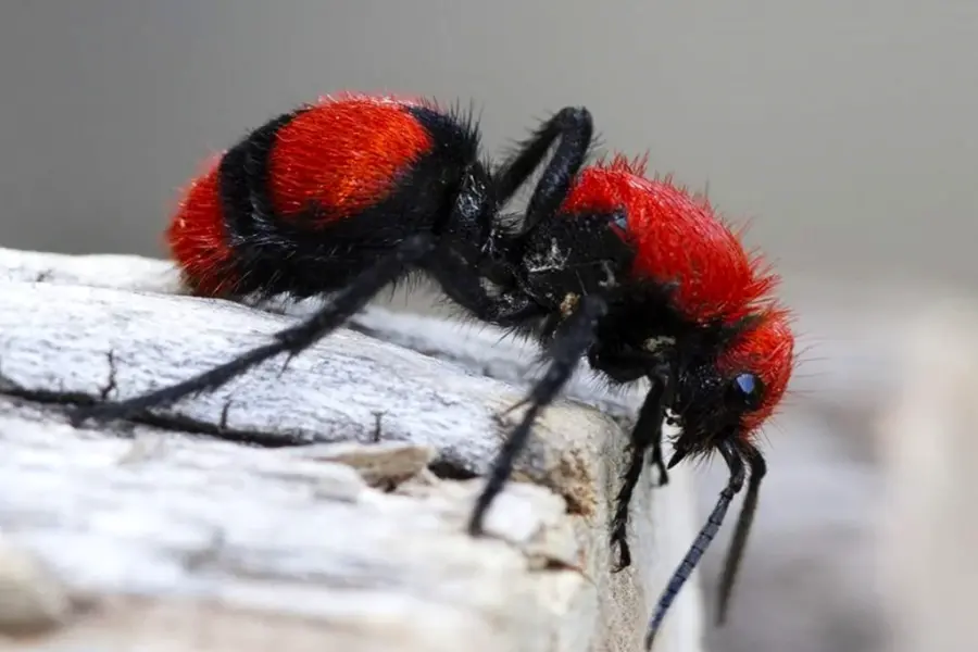 Бархатный муравей Dasymutilla Gloriosa