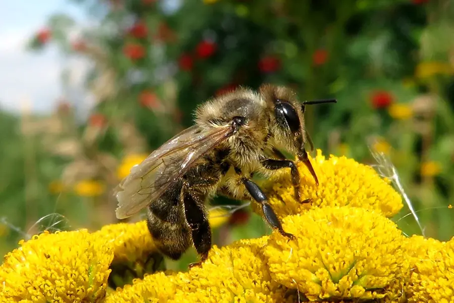 Башкирская бортевая пчела