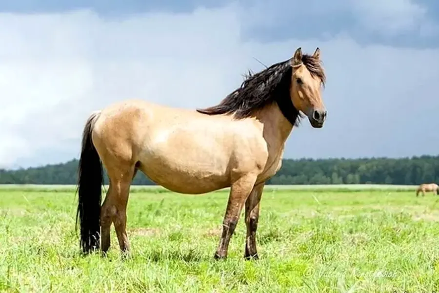 Башкирская саврасая порода лошадей