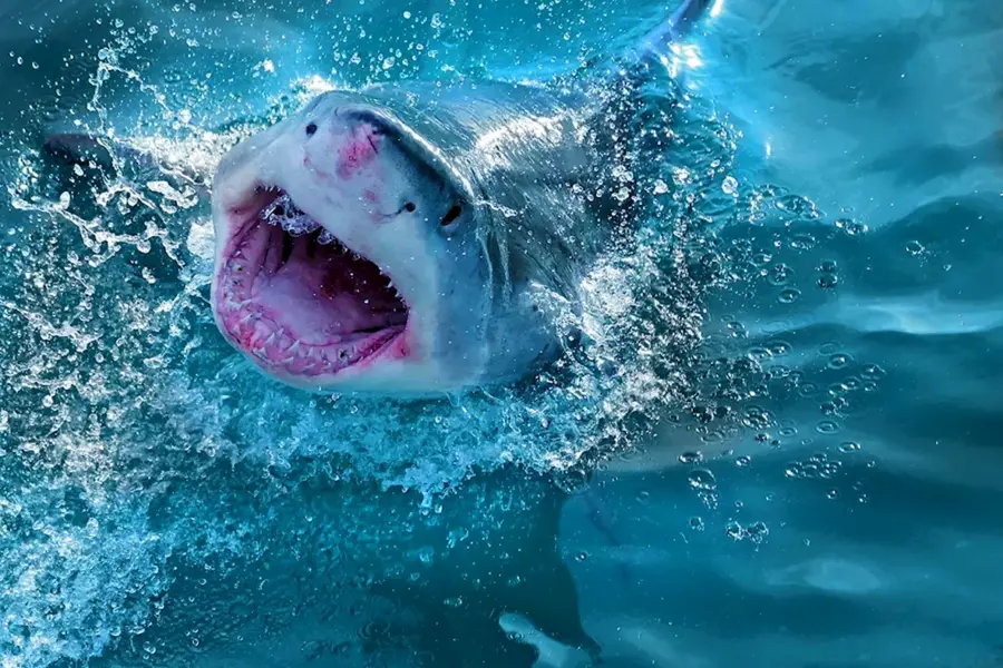 Bbc. Большая белая акула. 1995.