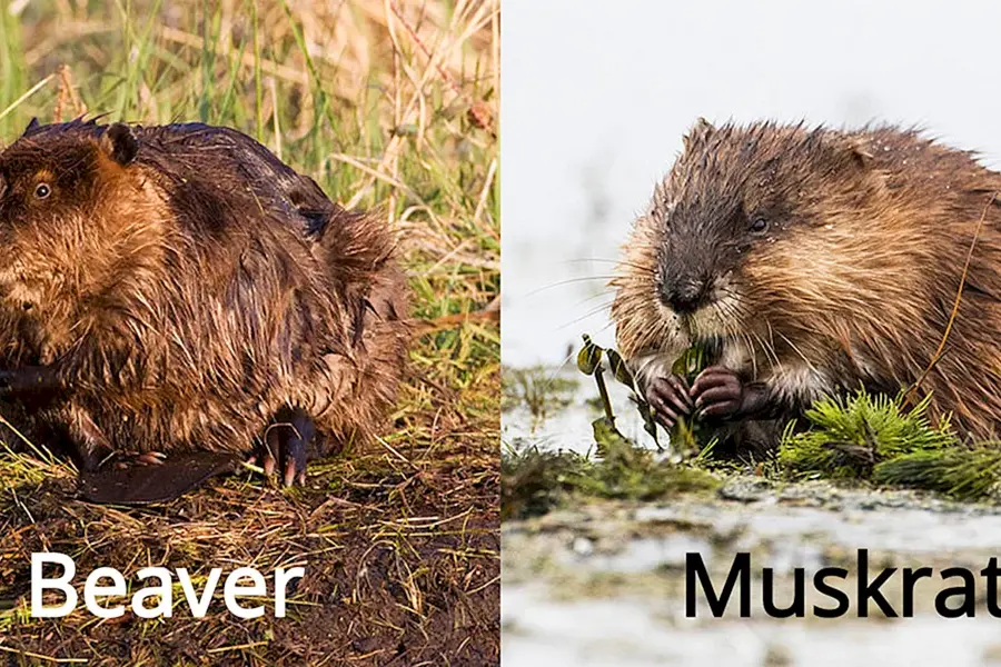Beaver vs50