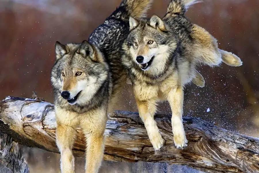 Бегущая с волками