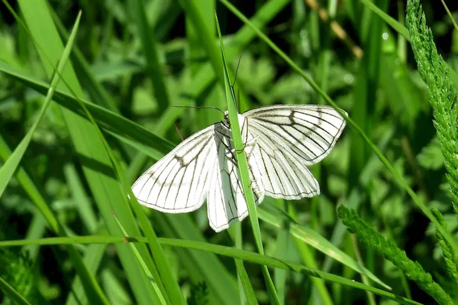 Белая бабочка в полоску
