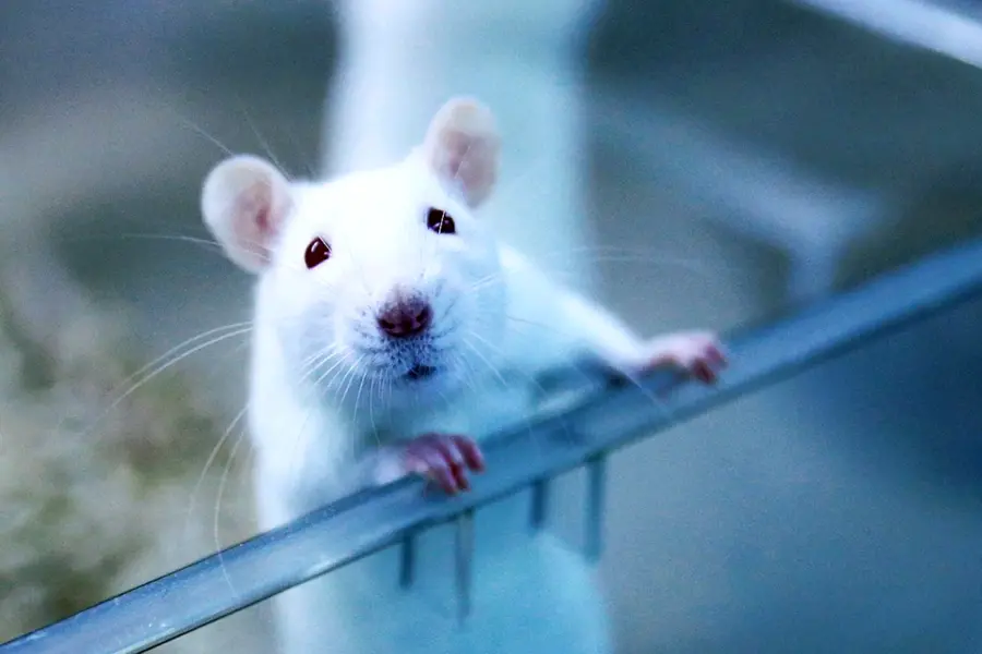 Белая лабораторная крыса