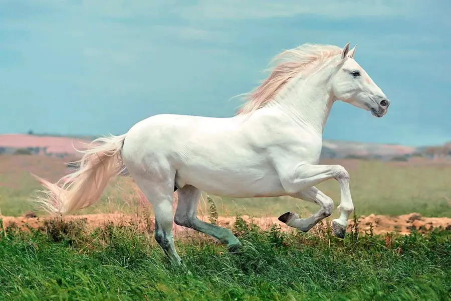 Белая лошадь