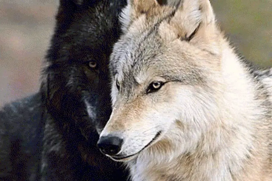 Белая волчица и черный волк