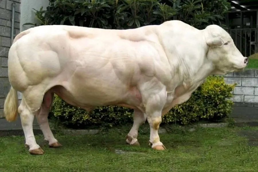 Бельгийский белоголовый бык