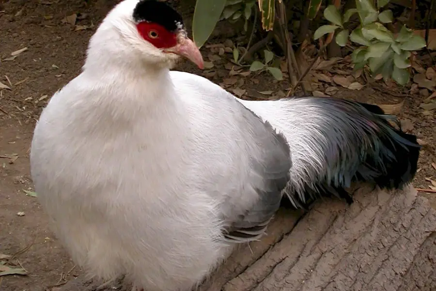 Белоухий фазан