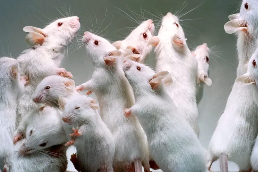 Белые лабораторные крысята