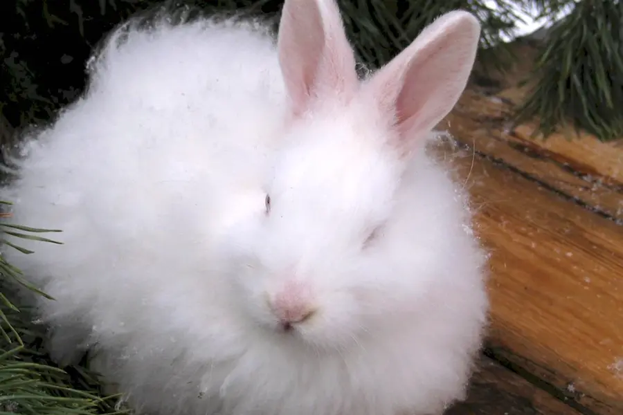Белый ангорский кролик