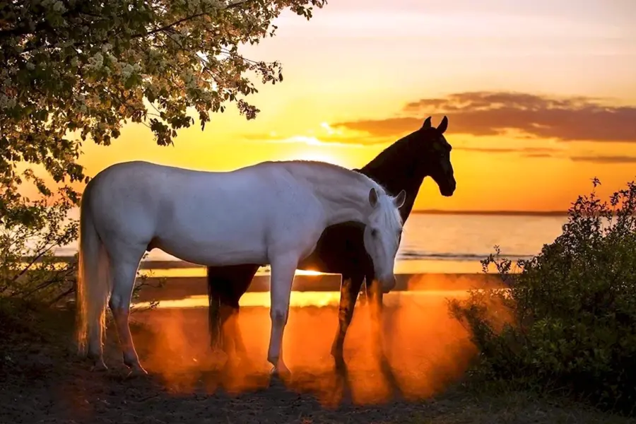 Белый конь на закате