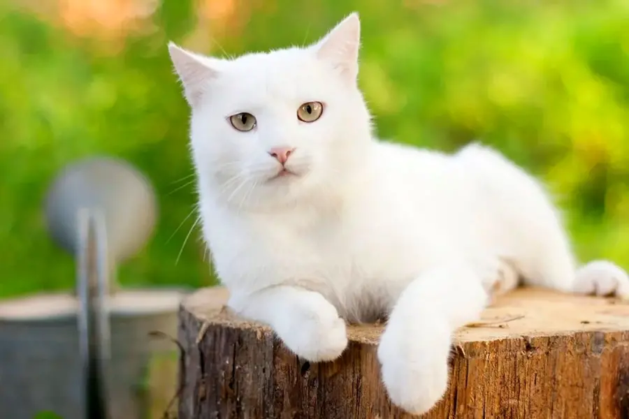 Белый кот