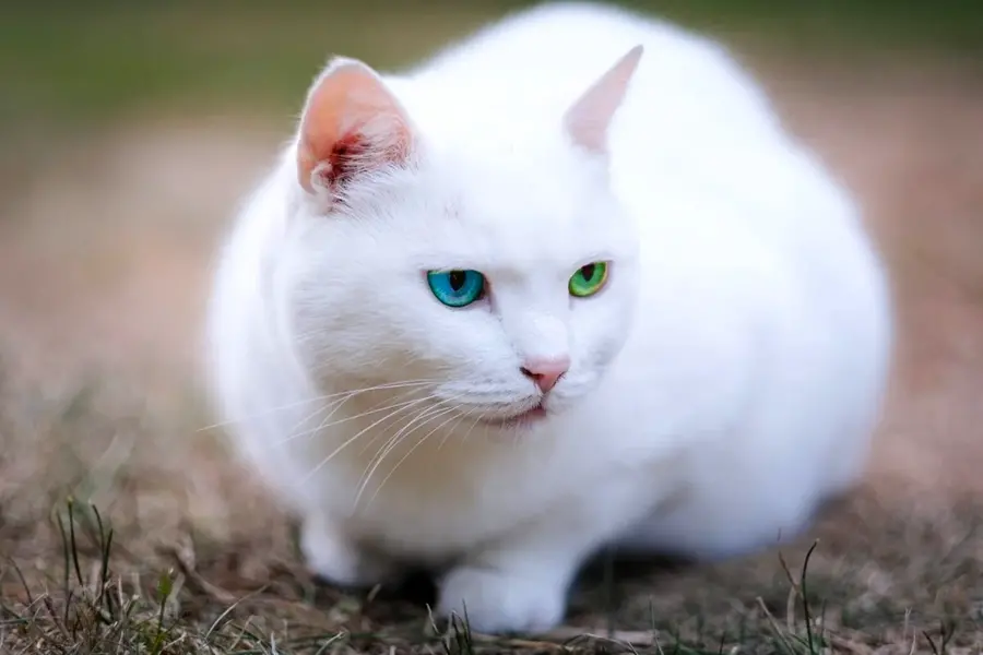 Белый кот альбинос