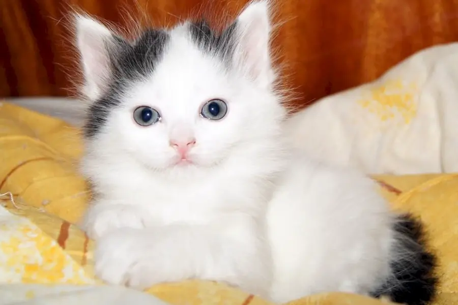 Белый котенок с черными пятнами