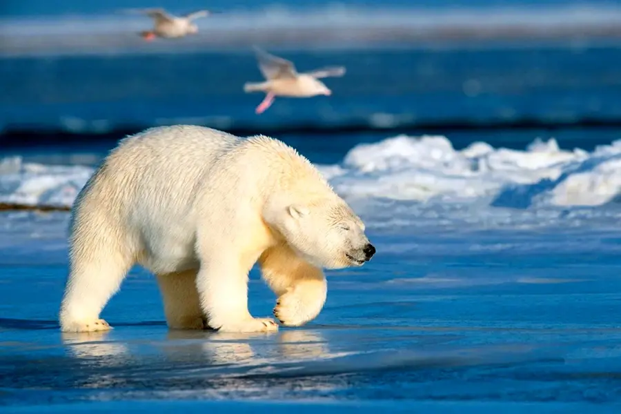 Белый медведь арктических пустынь
