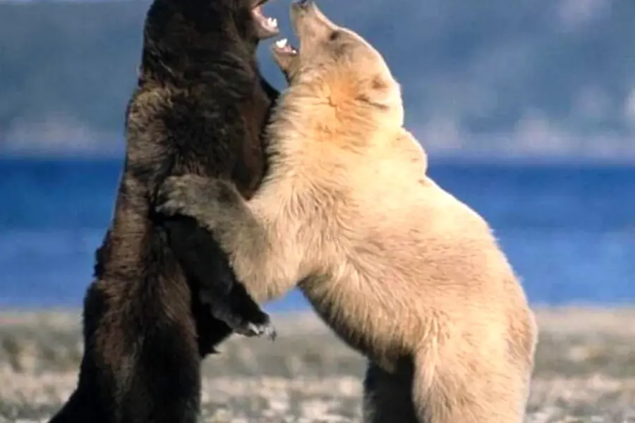 Белый медведь и бурый медведь
