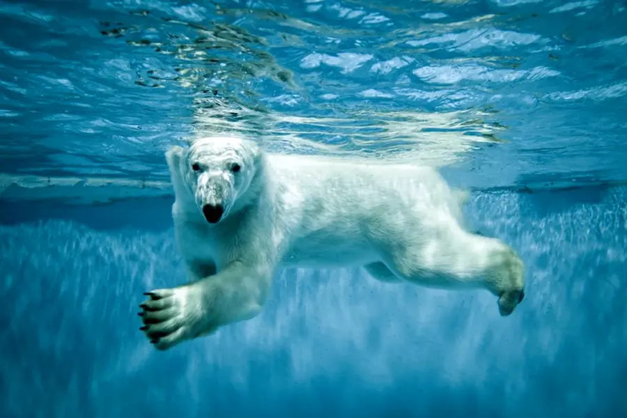 Белый медведь плавает