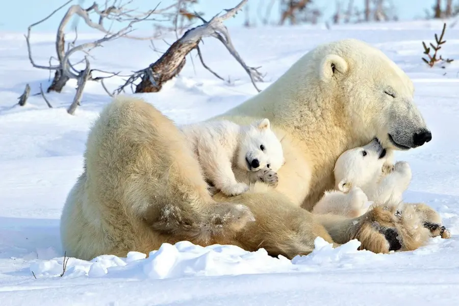 Белый медведь с медвежатами