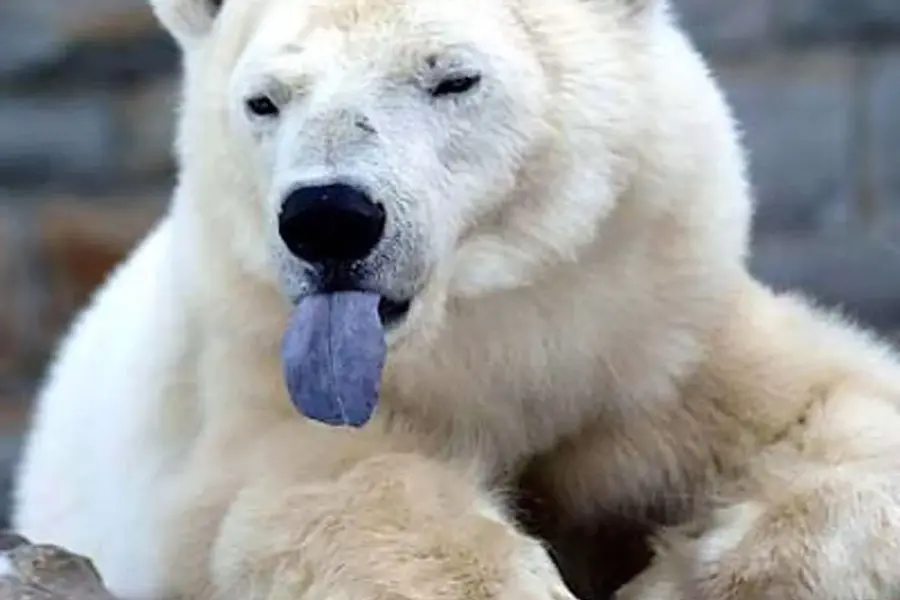 Белый медведь с высунутым языком