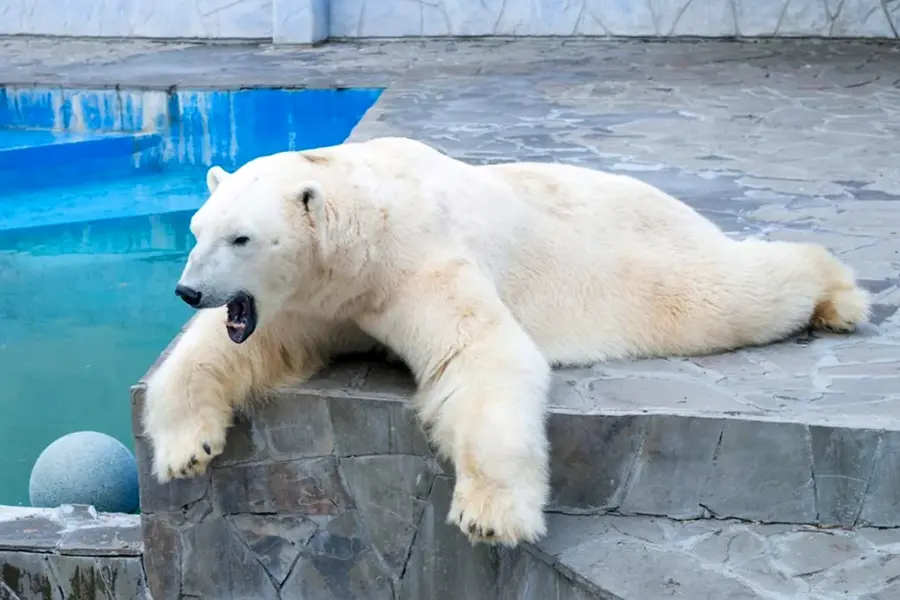Белый Медвежонок в Ростовском зоопарке