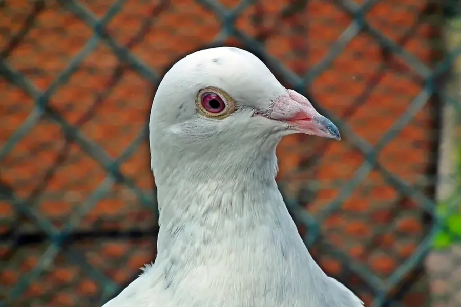 Белый почтовый голубь