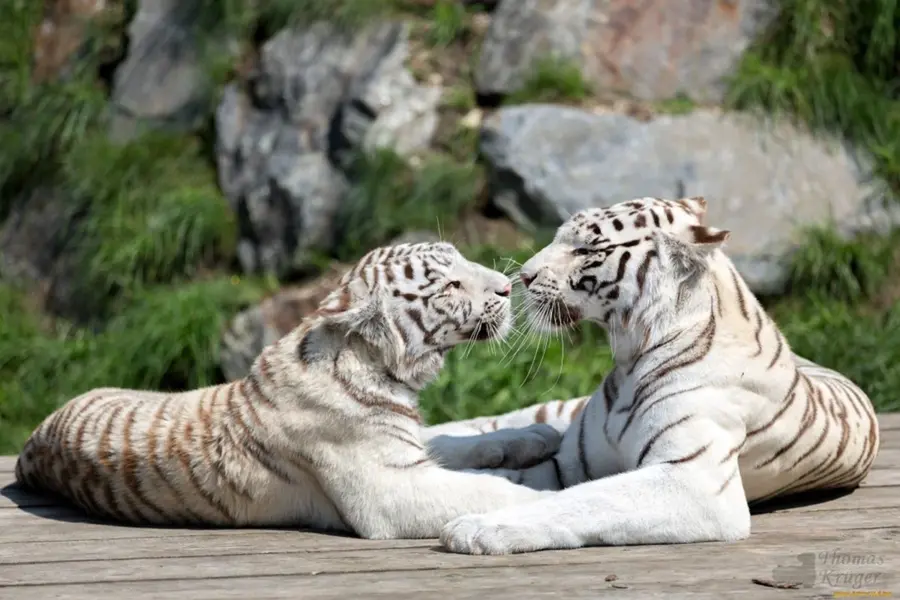 Белый тигр с тигрицей