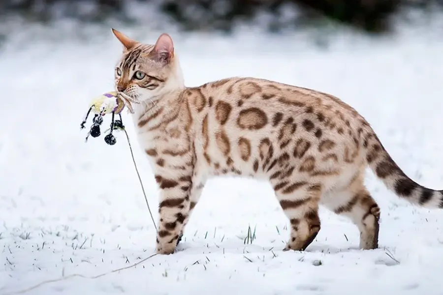 Бенгальская кошка снежный Барс