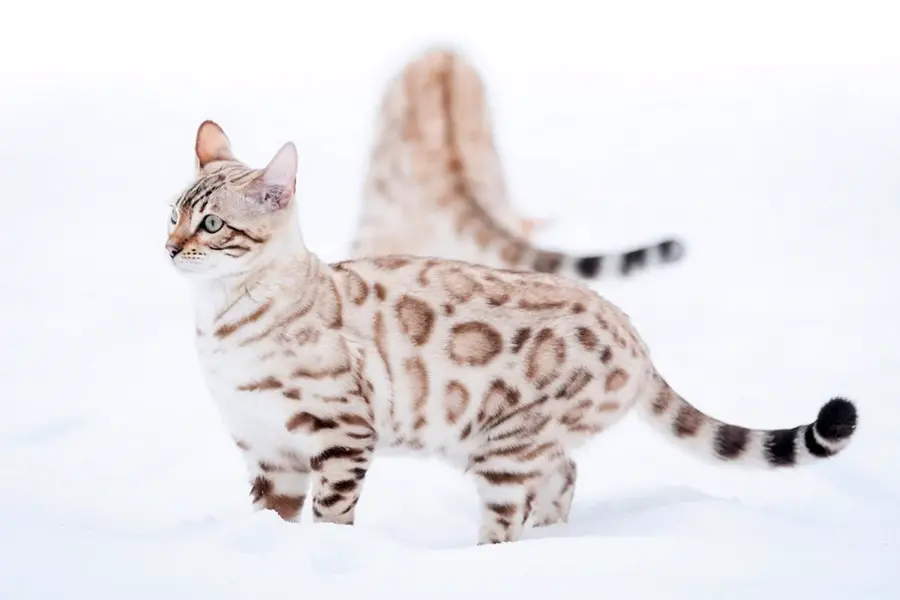 Бенгальская кошка снежный линк