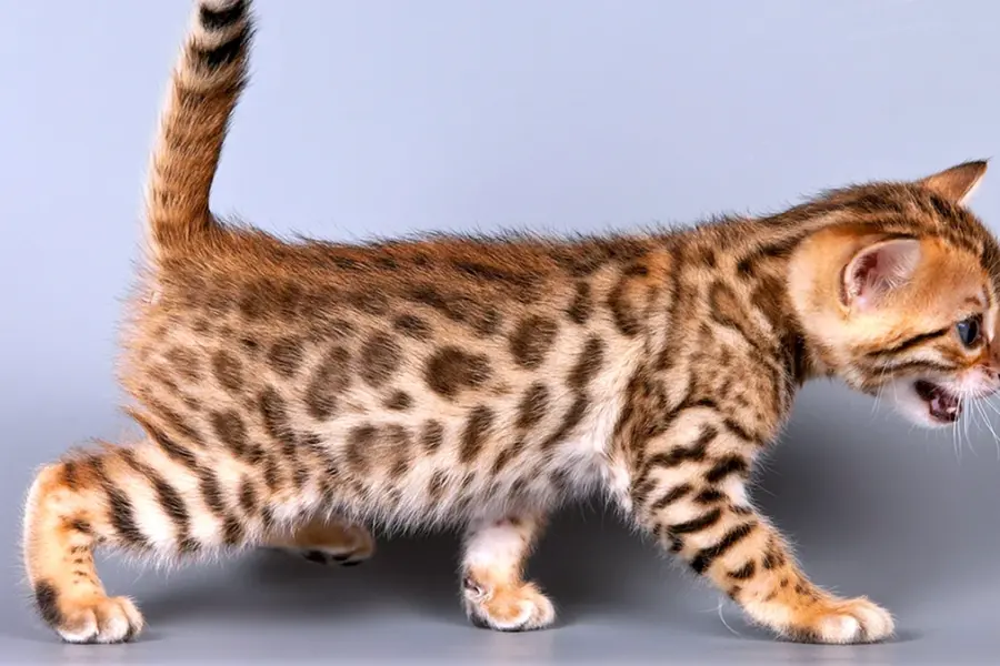 Бенгальская кошка тигровая