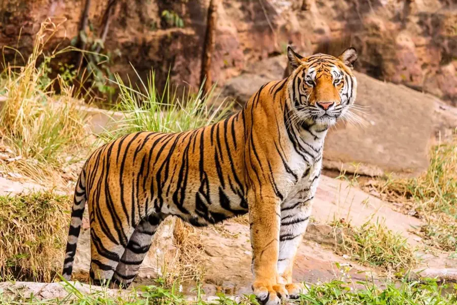 Бенгальский тигр Индия
