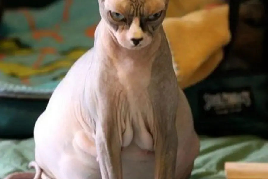 Беременная лысая кошка