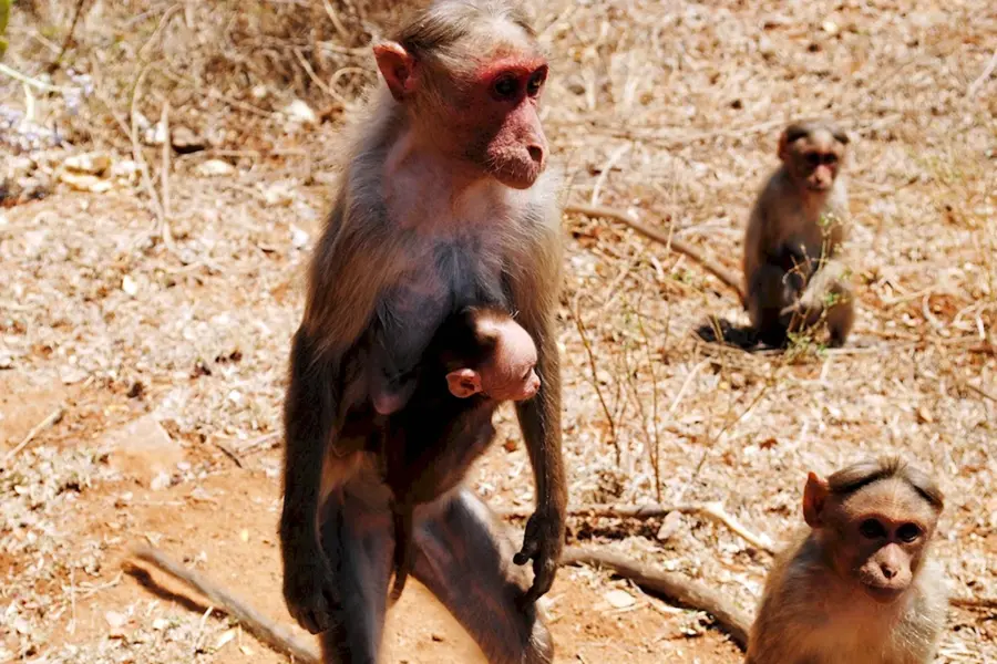Беременная шимпанзе