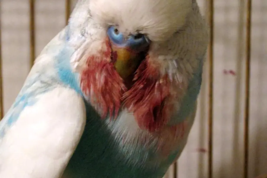 Беременные попугаи волнистые