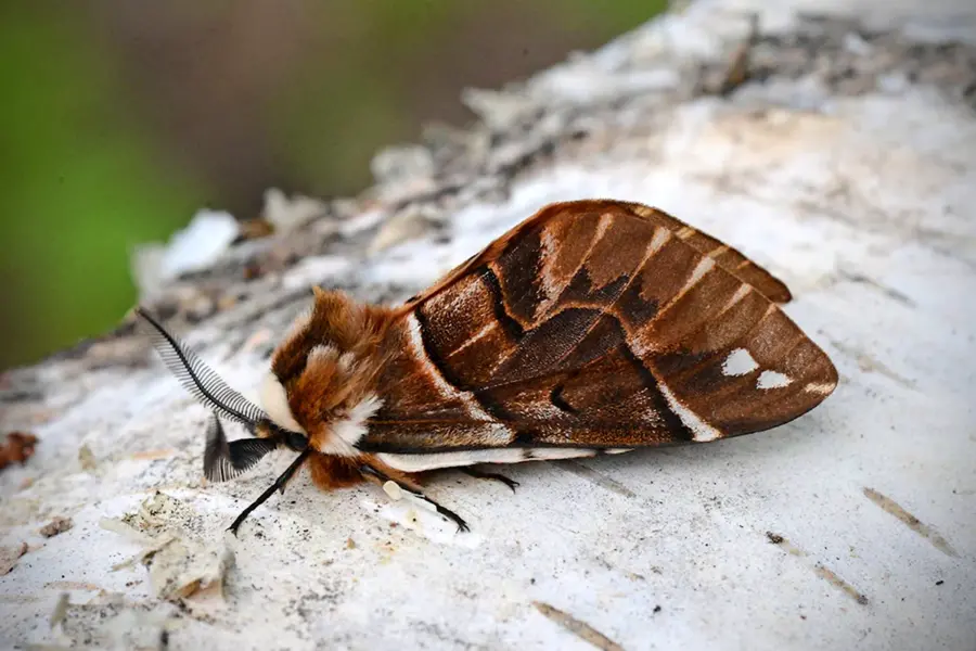 Березовый шелкопряд Endromis versicolora