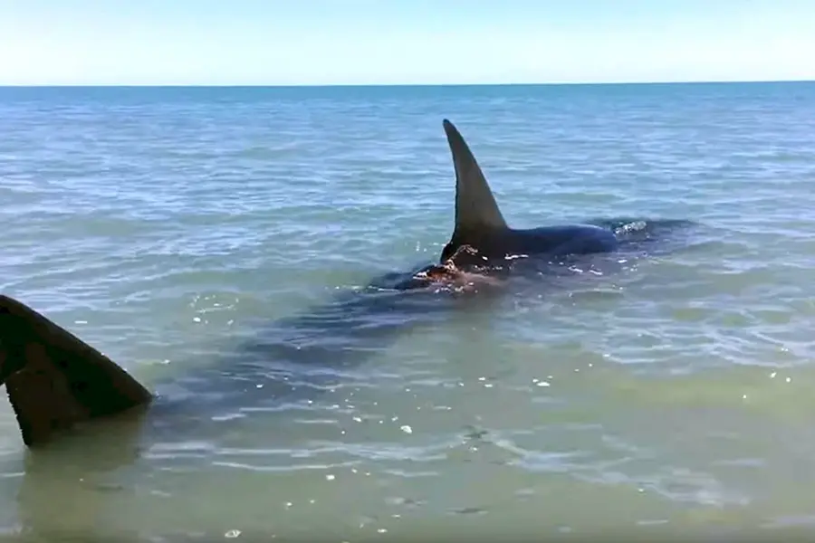 Берингово море акулы